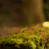 【撮影】甫喜ヶ峰森林公園で苔やなんかを撮って来た。