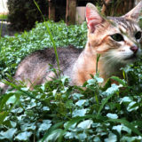 草むらで遊ぶ猫レオ