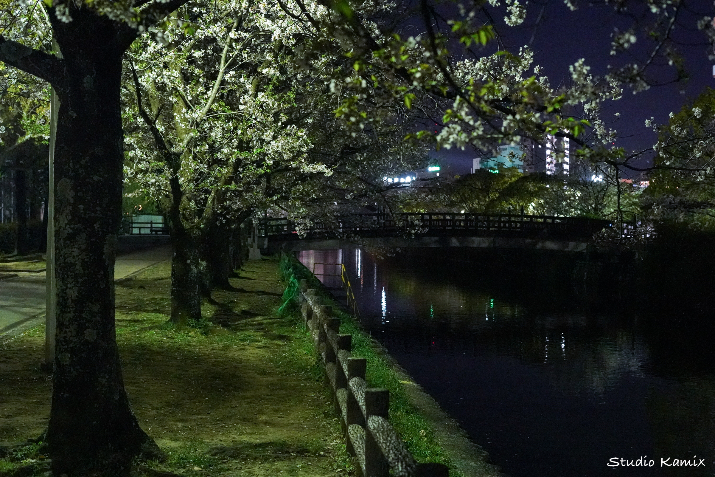 高知市城西公園夜桜