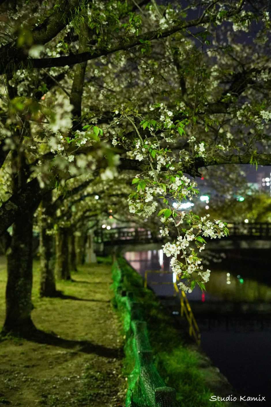 高知市城西公園夜桜