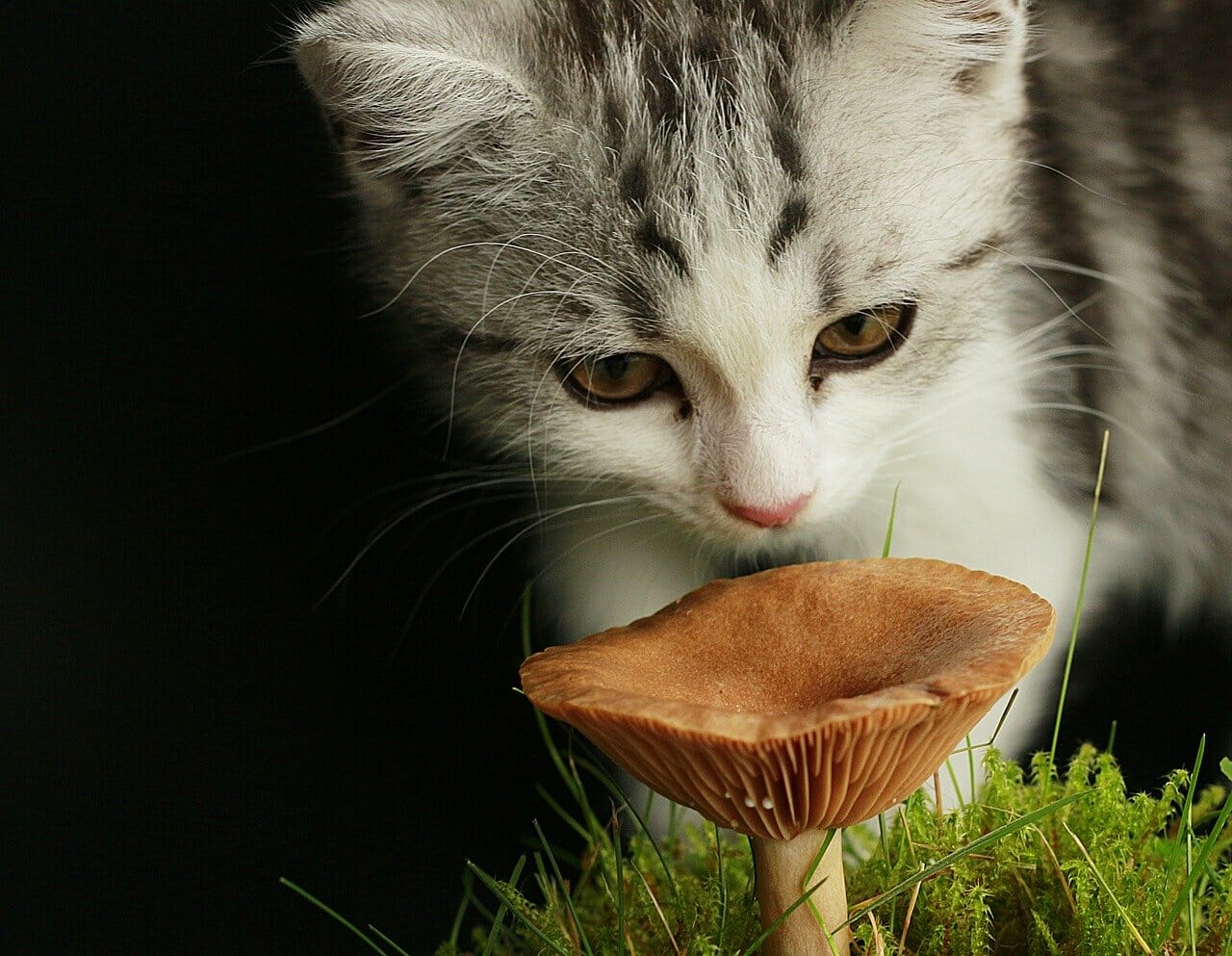 好奇心旺盛な猫