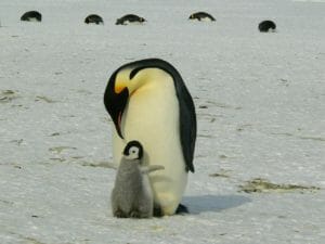 皇帝ペンギンの親子