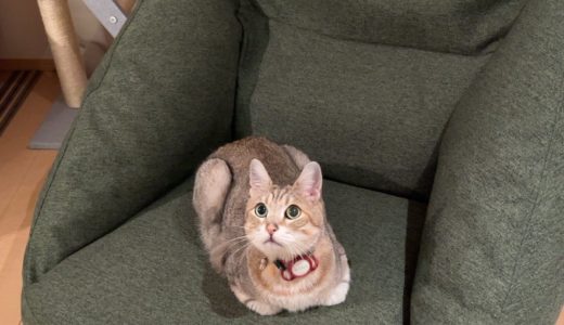 無印良品　空気でできたソファに座る猫