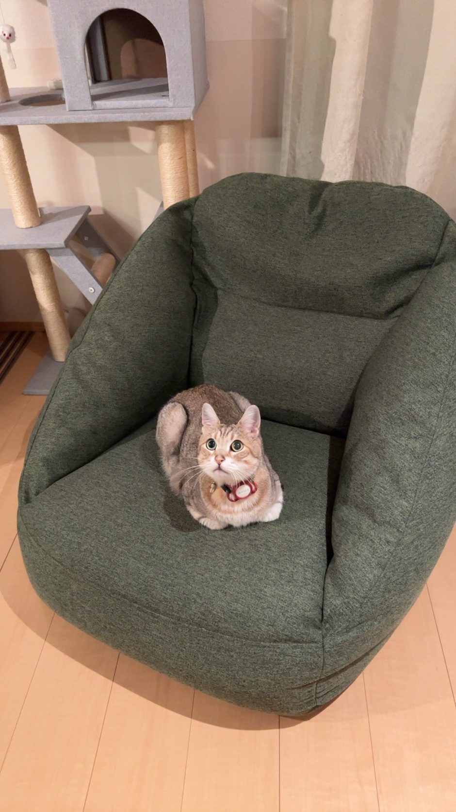 無印良品　空気でできたソファに座る猫